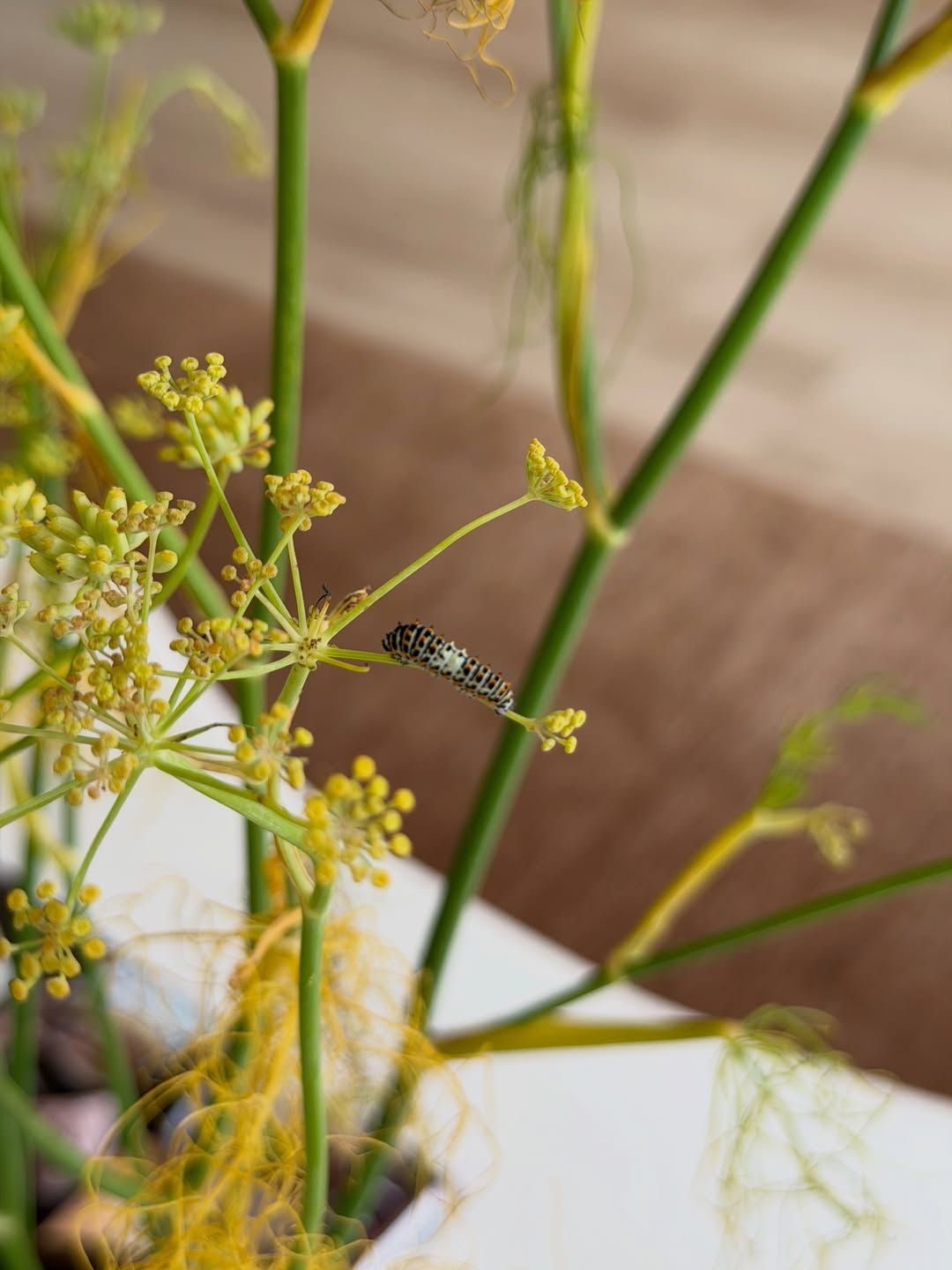 Close-up of fennel flowers in a vase